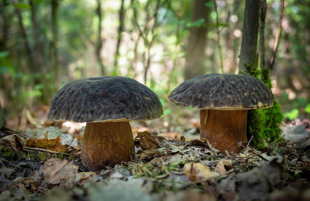 Cèpes, bolets, champignons… savezvous vraiment les différencier — free download